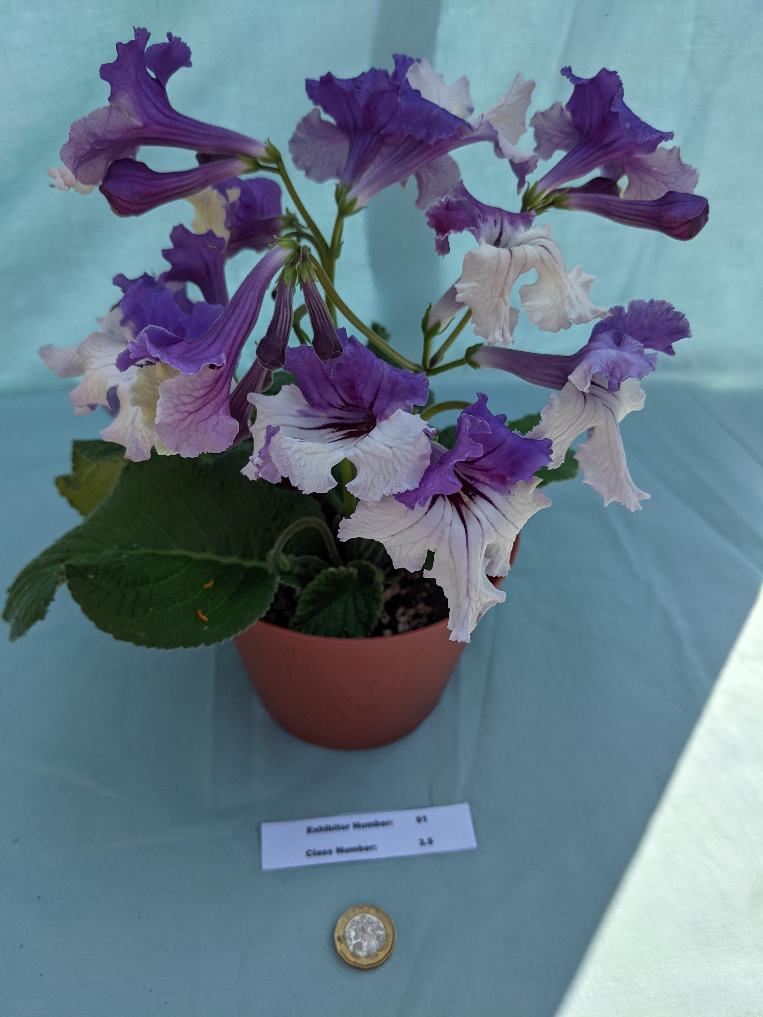 Best in Section Rosette: Awarded to A Davidson for his entry in Class 3.5: 1 pot plant in flower