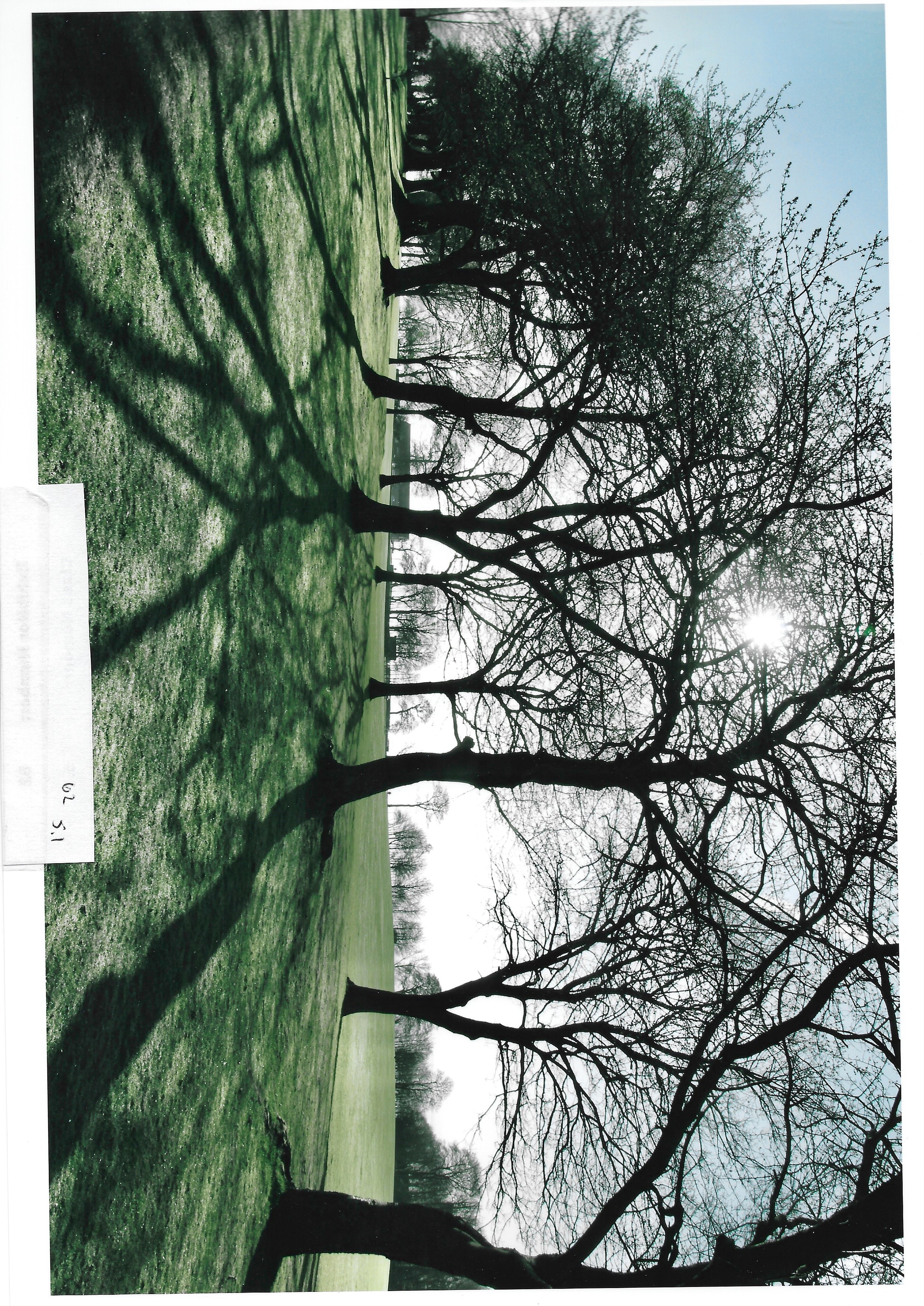 Best in Section Rosette: Awarded to T Kille for his entry in Class 5.1: A photography entitled “Trees”